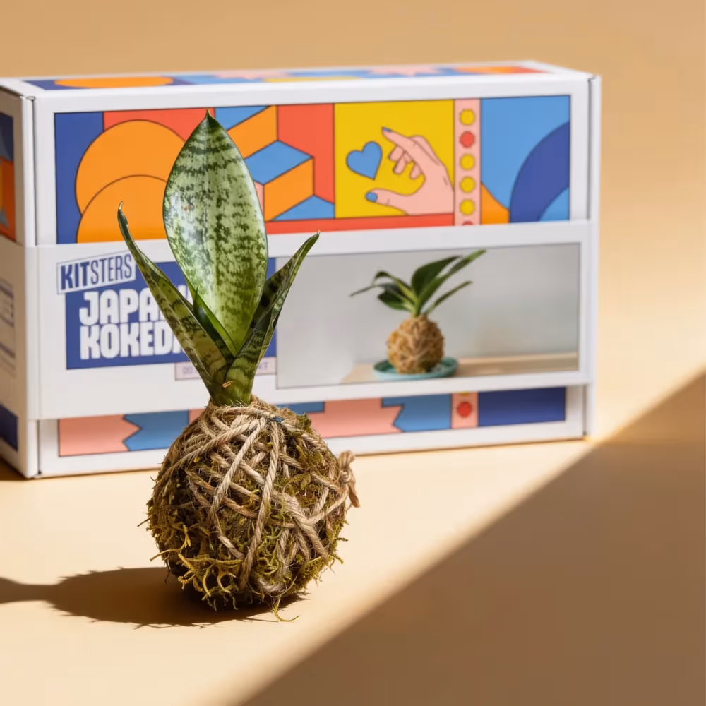 DIY Japanese Kokedama Kit  image 1