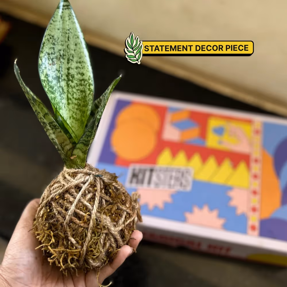 DIY Japanese Kokedama Kit  image 3