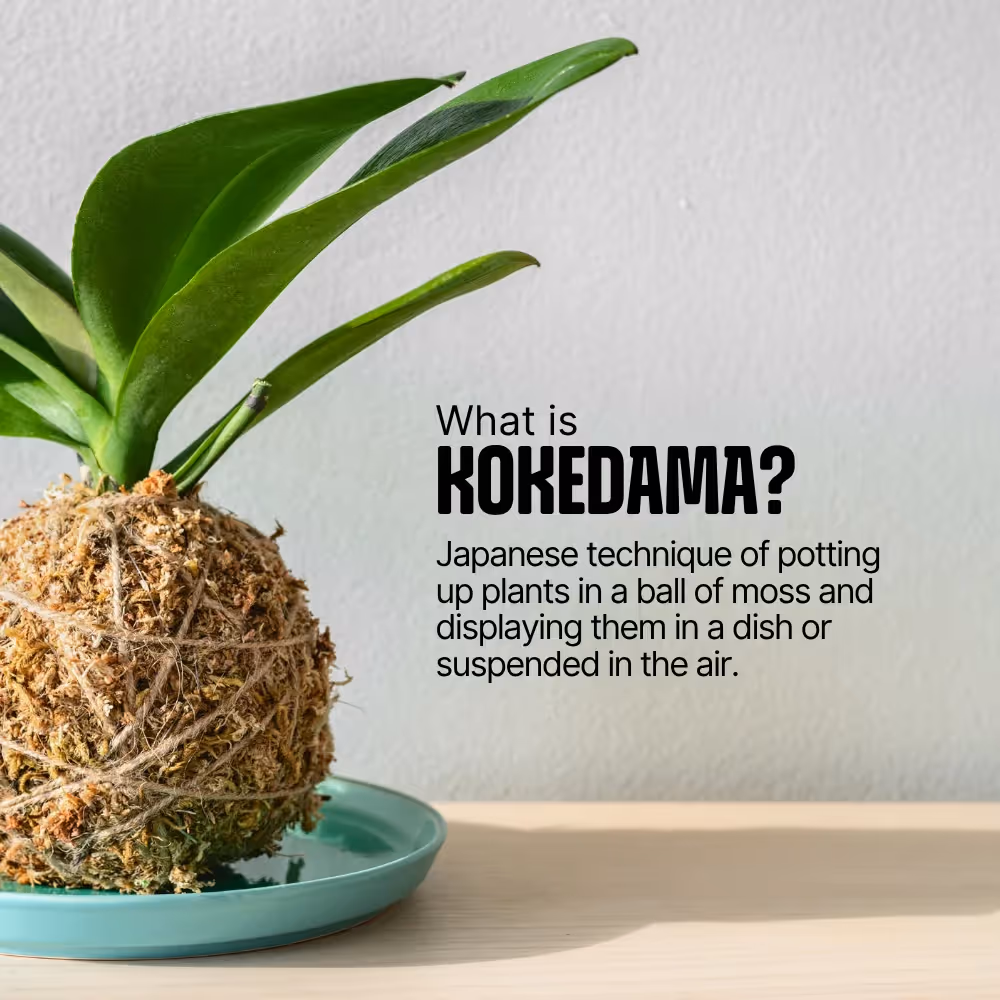 DIY Japanese Kokedama Kit  image 4