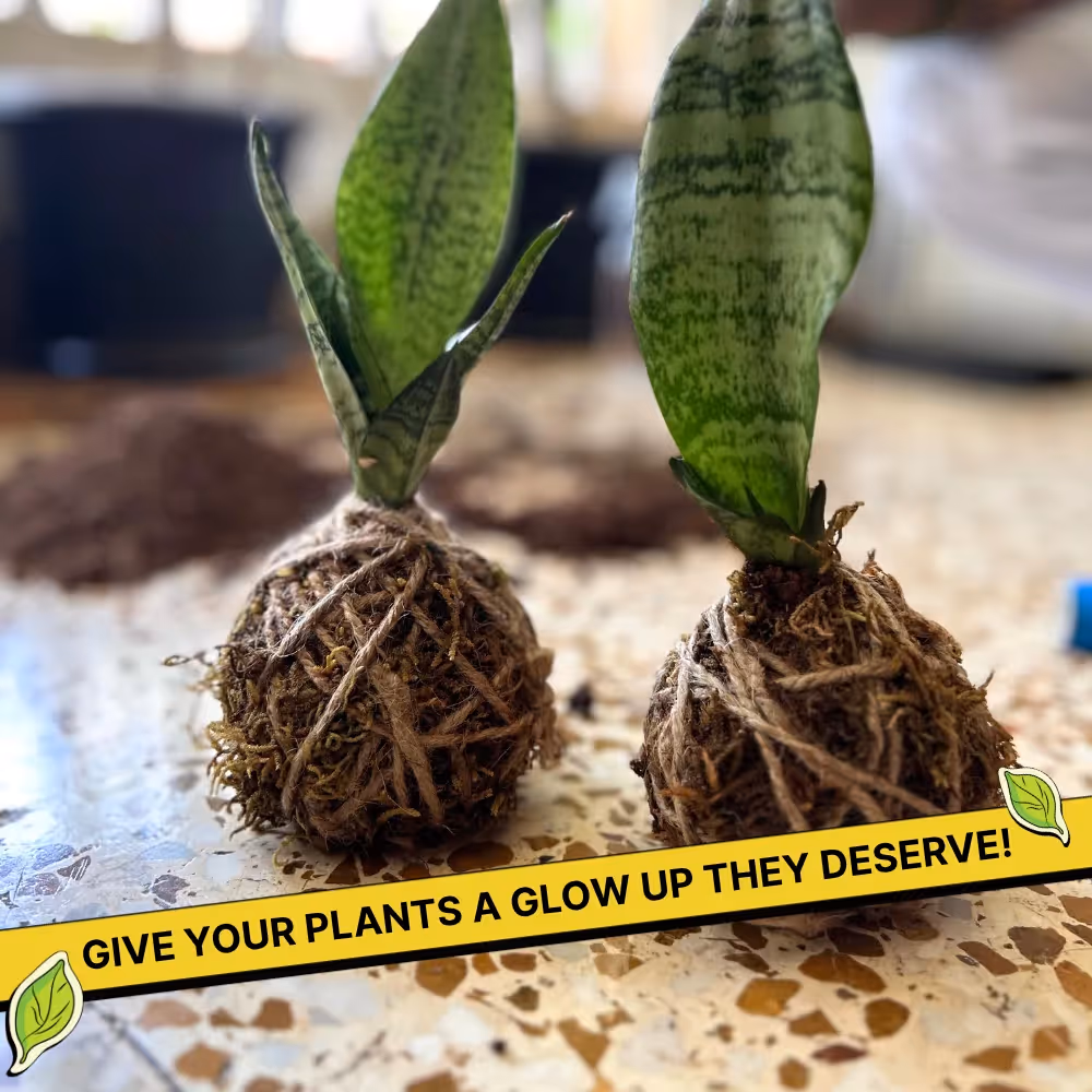 DIY Japanese Kokedama Kit  image 5
