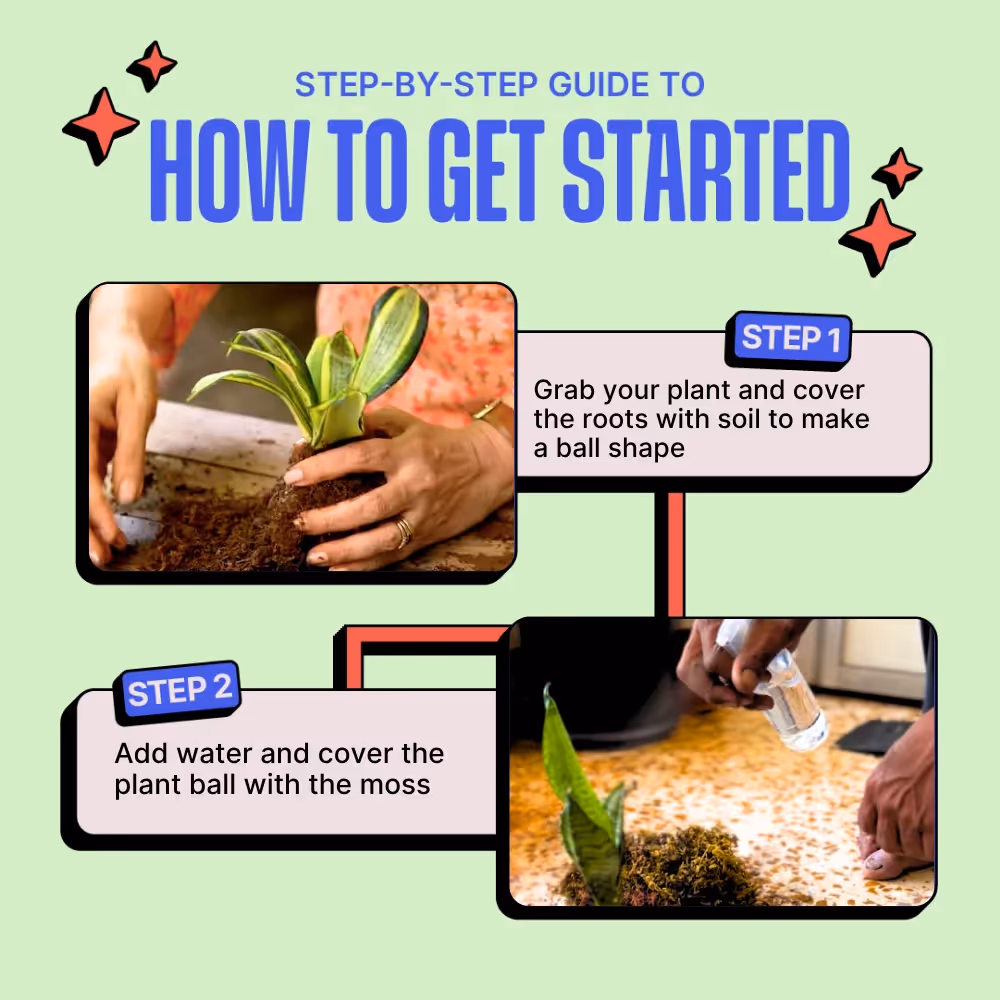 DIY Japanese Kokedama Kit  image 6