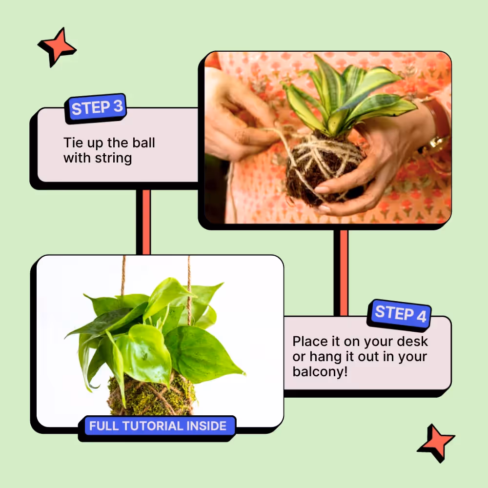 DIY Japanese Kokedama Kit  image 7