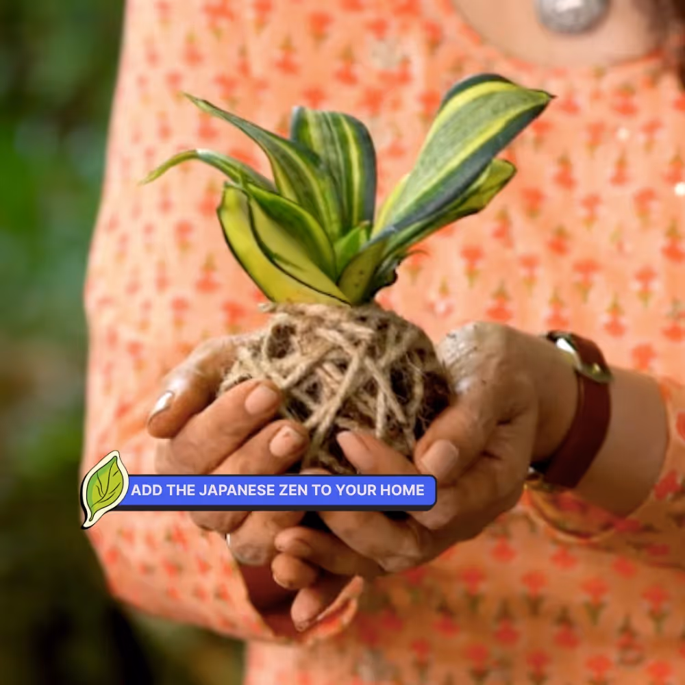 DIY Japanese Kokedama Kit  image 8