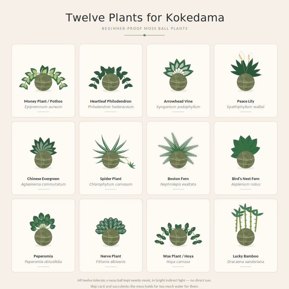 DIY Japanese Kokedama Kit  image 9