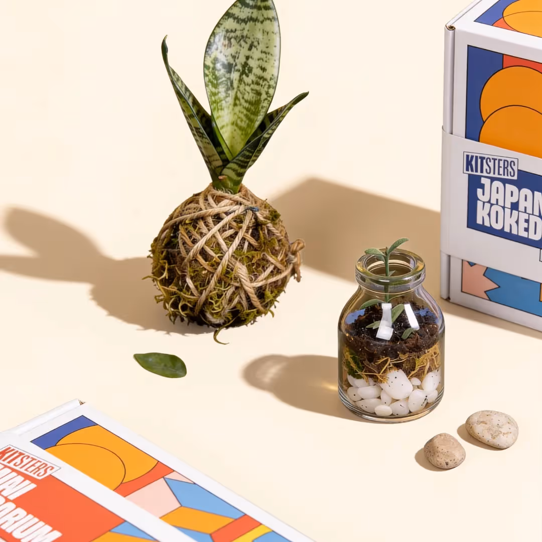 DIY Mini Terrarium and Japanese Kokedama Kit Combo image 1
