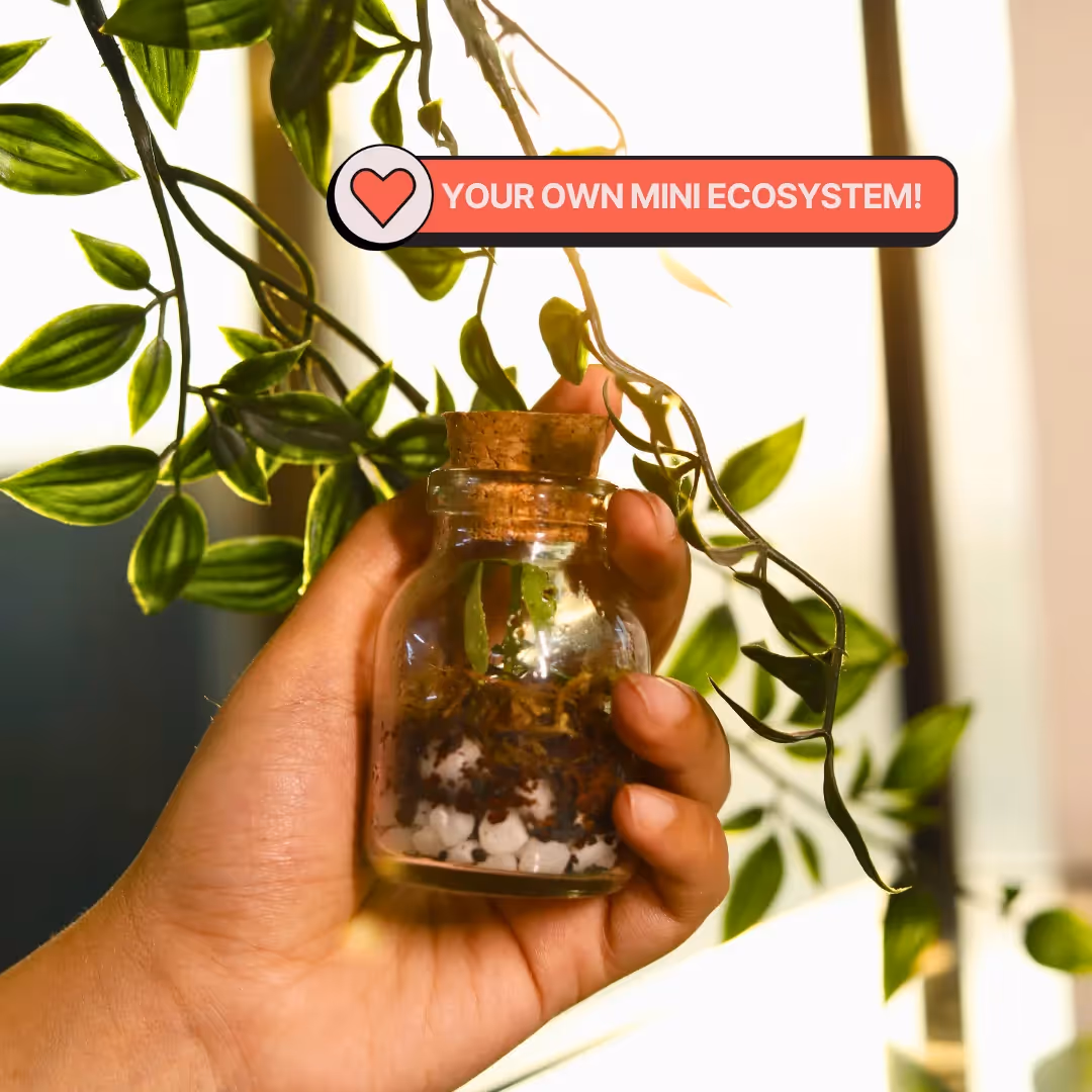 DIY Mini Terrarium and Japanese Kokedama Kit Combo image 3
