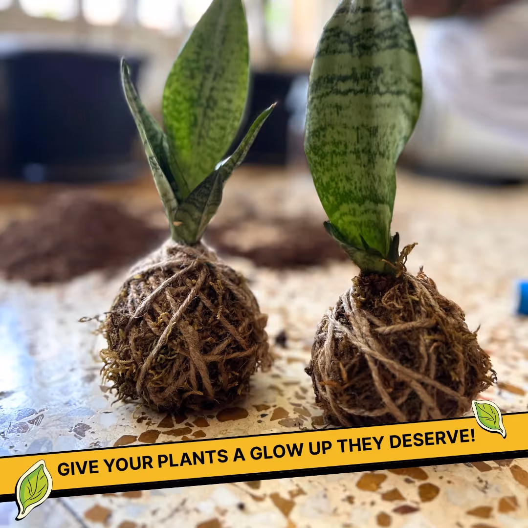 DIY Mini Terrarium and Japanese Kokedama Kit Combo image 6