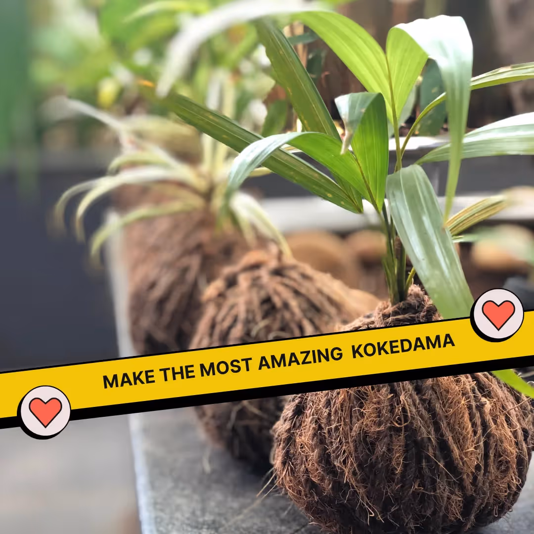 DIY Mini Terrarium and Japanese Kokedama Kit Combo image 9