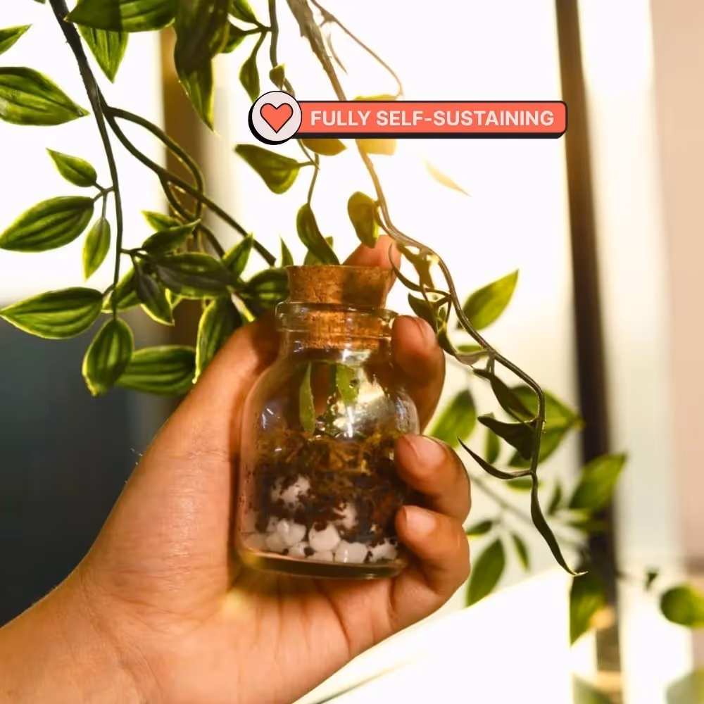 DIY Mini Terrarium Kit  image 3