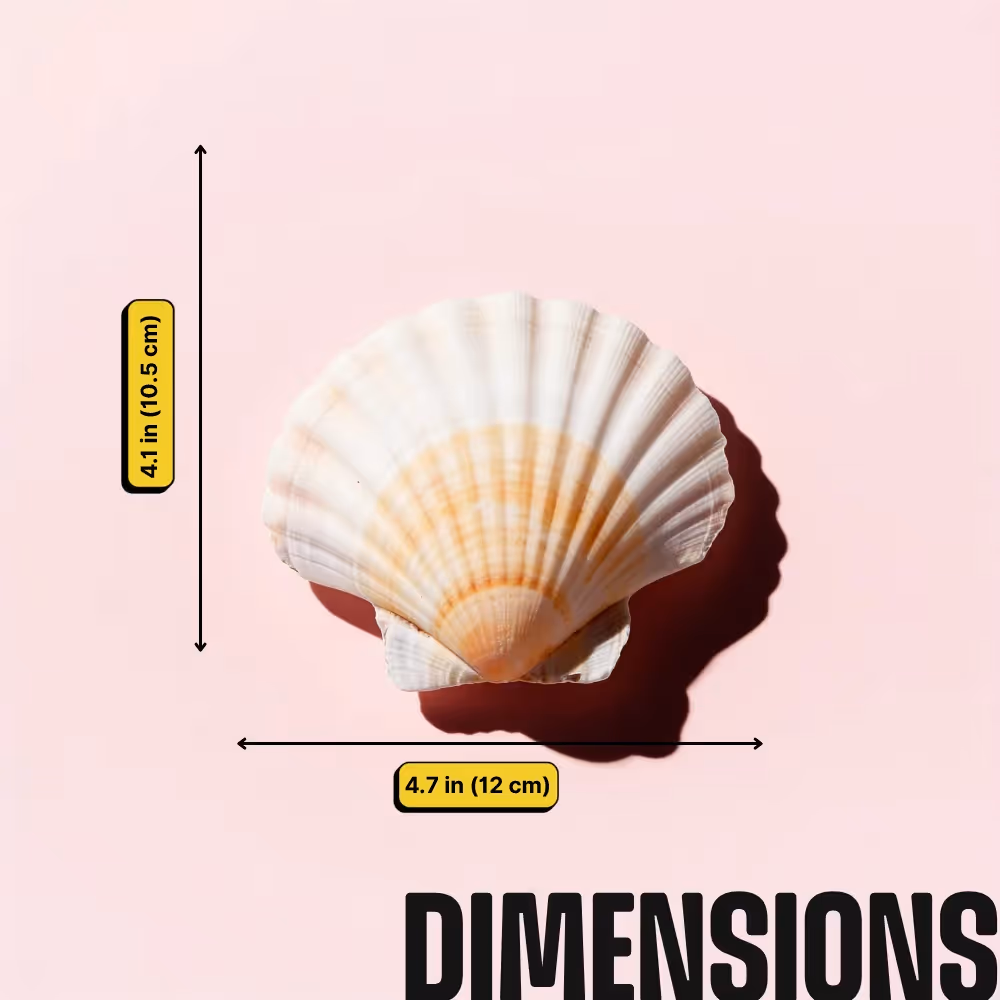 DIY Shell Candle Kit image 5