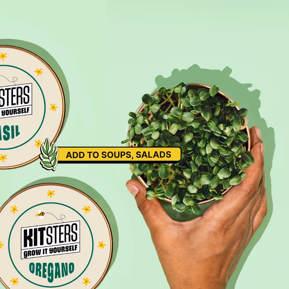 Grow In A Can - Basil  image 3
