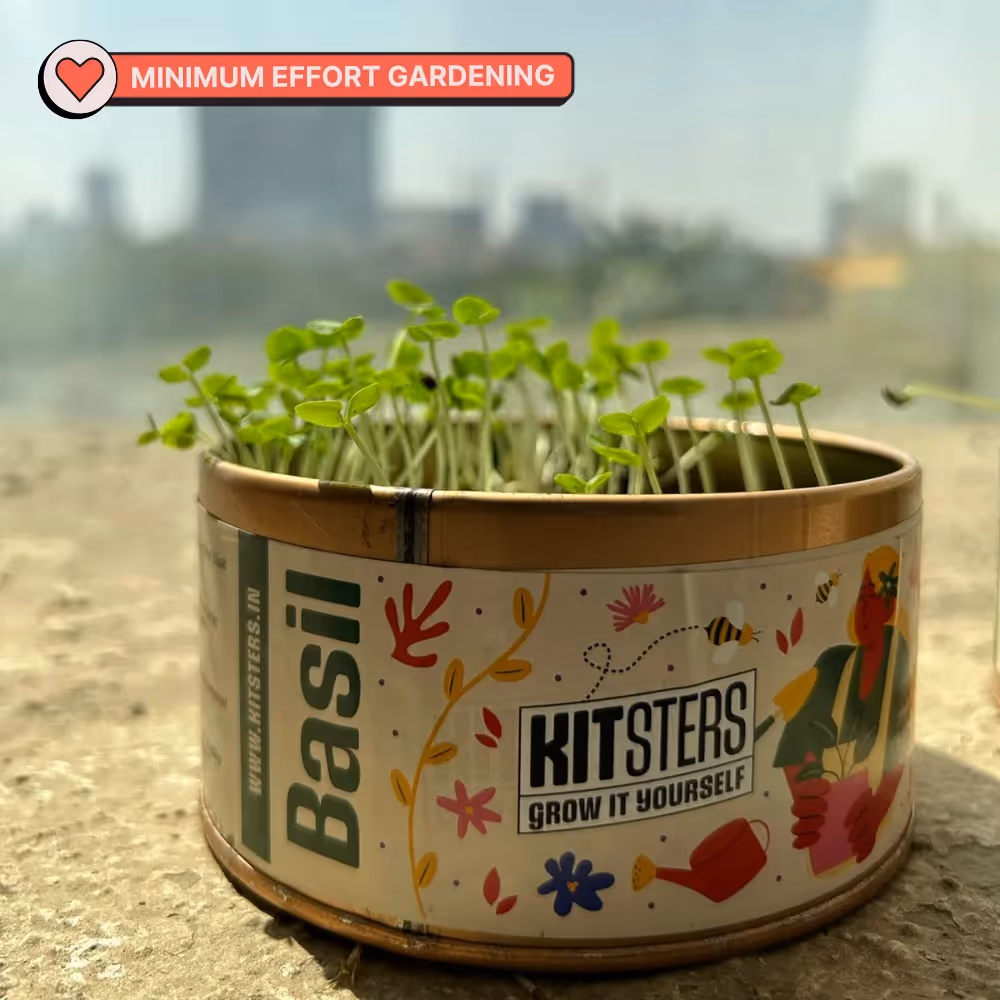 Grow In A Can - Basil  image 5