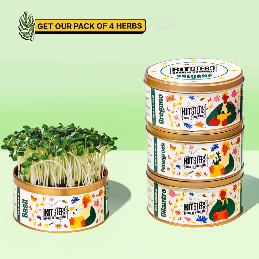 Grow In A Can - Basil  image 6
