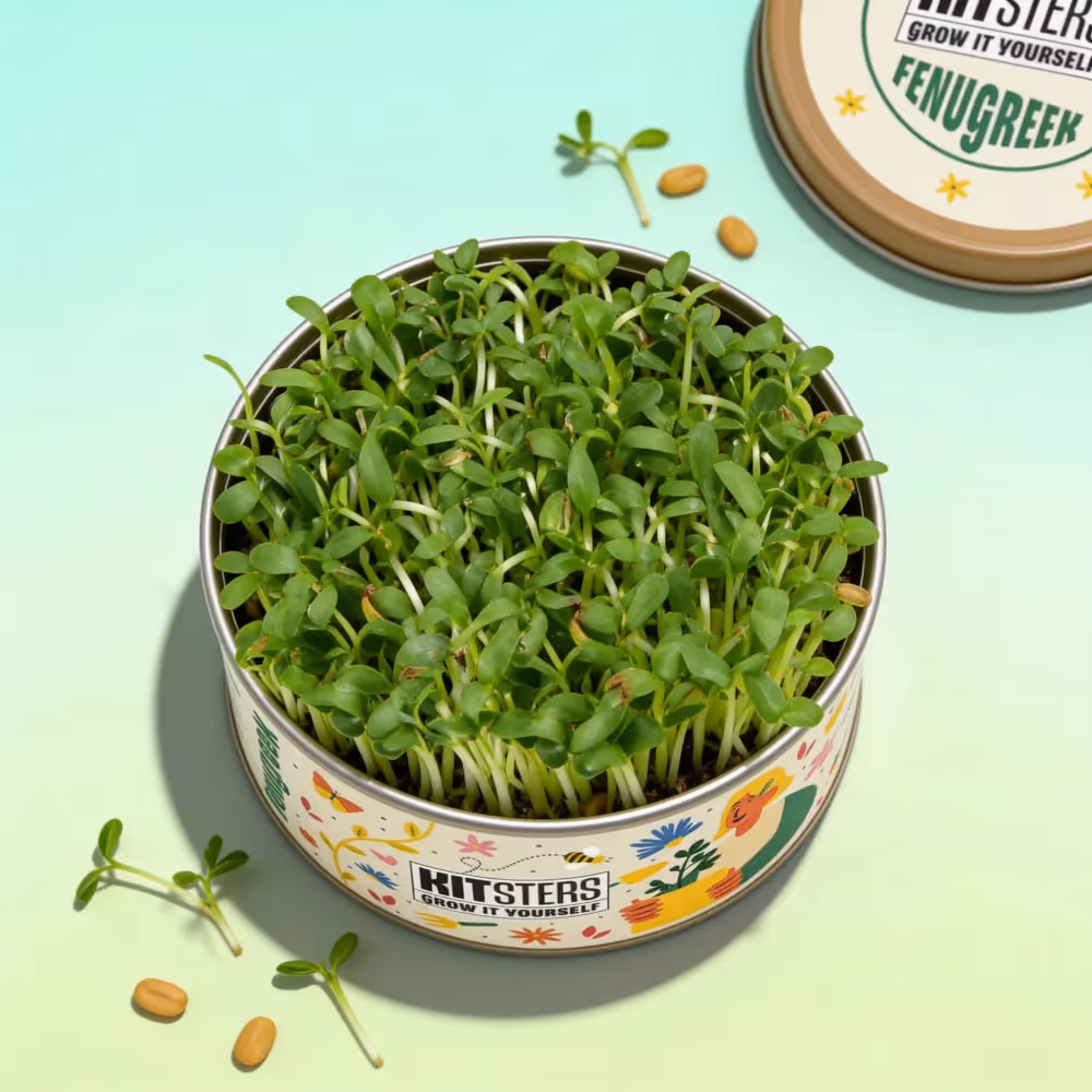 Grow In A Can - Fenugreek image 1