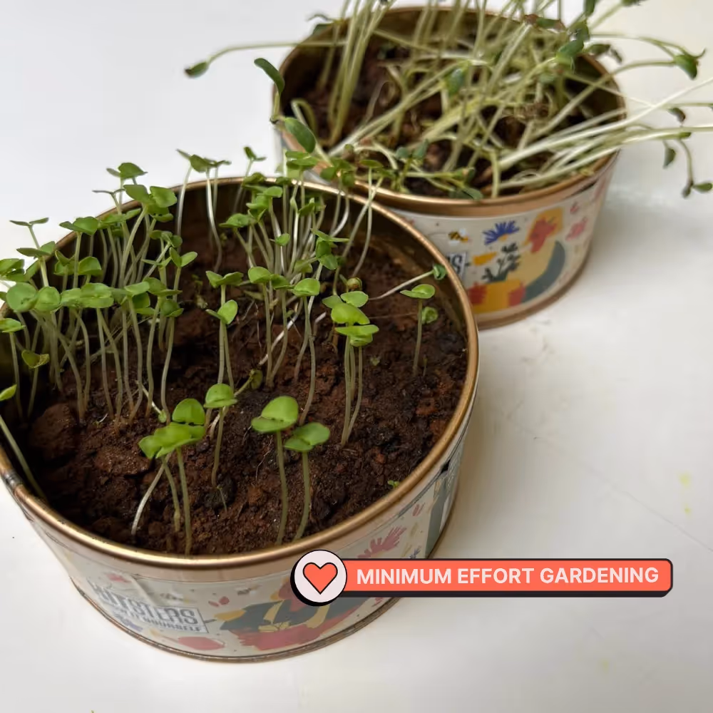 Grow In A Can Oregano image 5