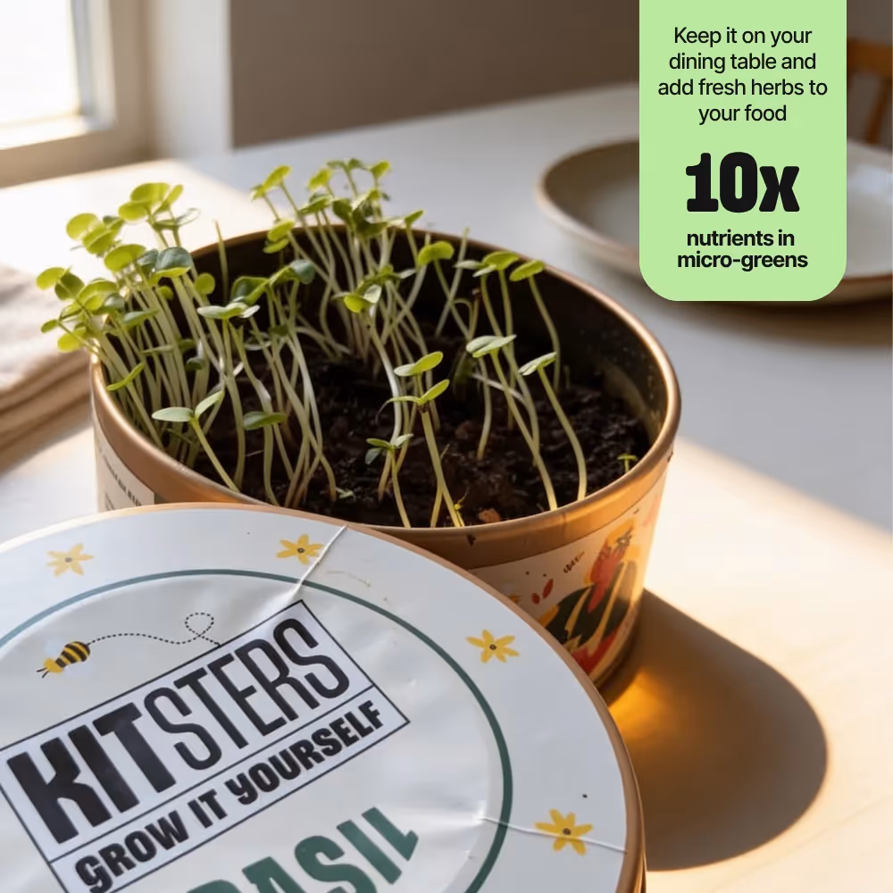 Grow In A Can - Pack of 4 image 5
