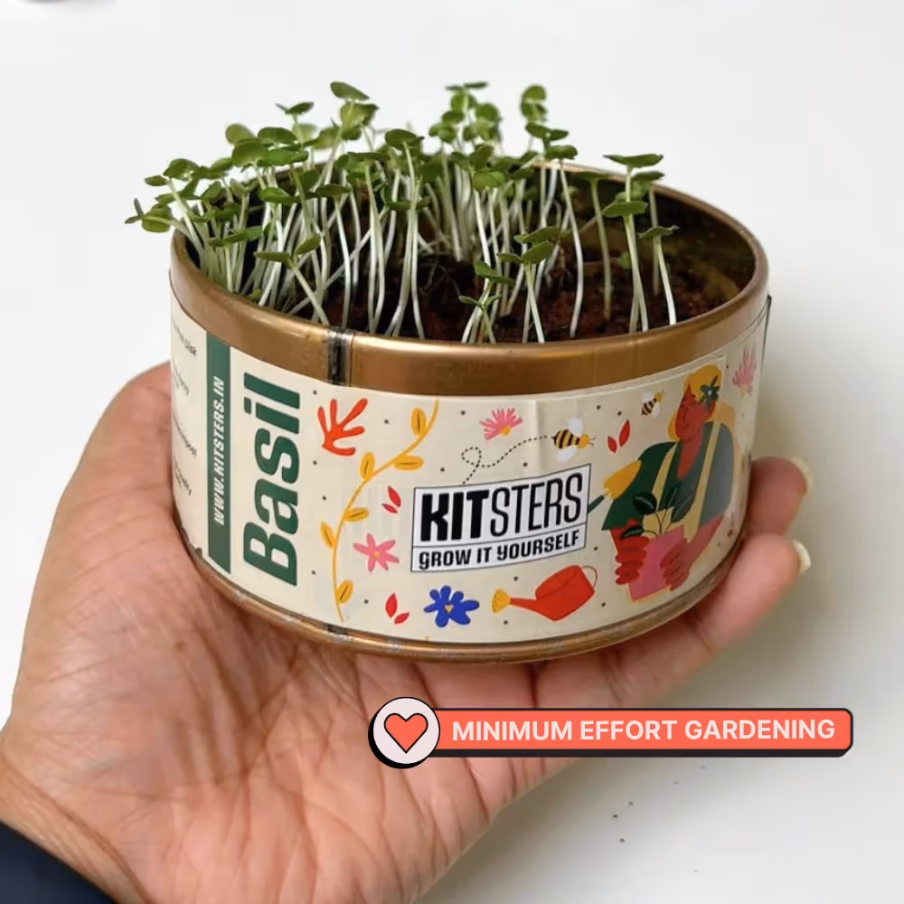 Grow In A Can - Pack of 4 image 6